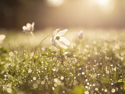 Garden Of Tranquility - A Stress Relief Meditation