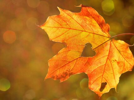 1-Hour Of Mesmerizing Crackling Dry Leaves Asmr